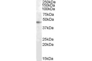 Image no. 1 for anti-Ras Association Domain-Containing Protein 6 (RASSF6) (Internal Region) antibody (ABIN375235) (RASSF6 anticorps  (Internal Region))