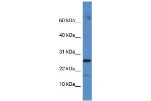 Western Blotting (WB) image for anti-Family with Sequence Similarity 36, Member A (FAM36A) (C-Term) antibody (ABIN2785401) (FAM36A anticorps  (C-Term))
