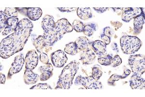 Detection of CHEM in Human Placenta Tissue using Monoclonal Antibody to Chemerin (CHEM) (CHEM (AA 33-158) anticorps)