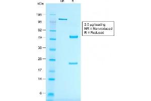SDS-PAGE Analysis of Purified MART-1 Mouse Recombinant Monoclonal Antibody (rMLANA/788). (Recombinant MLANA anticorps)