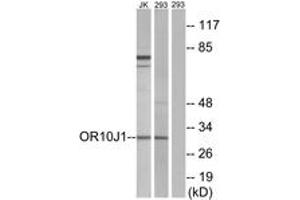 Western blot analysis of extracts from 293/Jurkat cells, using OR10J1 Antibody. (OR10J1 anticorps  (AA 241-290))