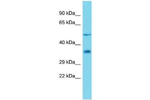 Host: Rabbit Target Name: Ambp Sample Type: Rat Pancreas lysates Antibody Dilution: 0. (AMBP anticorps  (C-Term))