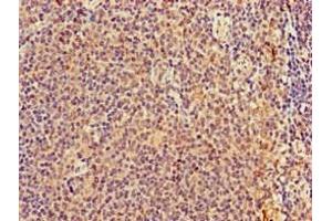 Immunohistochemistry of paraffin-embedded human lymph node tissue using ABIN7173031 at dilution of 1:100 (TMEM11 anticorps  (AA 1-83))