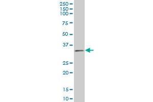TAZ monoclonal antibody (M12), clone 1B10 Western Blot analysis of TAZ expression in SW-13 .