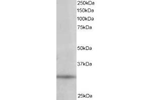 ABIN185203 staining (1µg/ml) of 293 lysate (RIPA buffer, 35µg total protein per lane). (PITPNA anticorps  (C-Term))