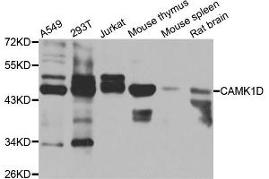 Western blot analysis of extracts of various cell lines, using CAMK1D antibody (ABIN5975586) at 1/1000 dilution. (CAMK1D anticorps)