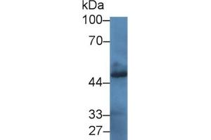 Rabbit Detection antibody from the kit in WB with Positive Control: Rabbit serum.