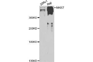 Western blot analysis of extracts of various cell lines, using MKI67 antibody (ABIN4904374) at 1:1000 dilution. (Ki-67 anticorps)