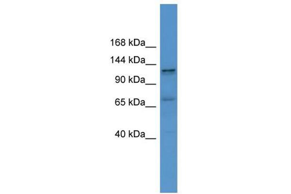 ERC1 anticorps  (C-Term)
