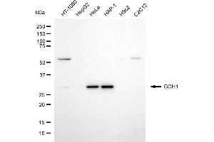 Western blotting analysis using GCH1 antibody (ABIN7798813). (GCH1 anticorps)