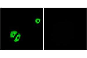 Immunofluorescence analysis of A549 cells, using OR2A25 Antibody. (OR2A25 anticorps  (AA 241-290))