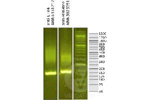 Library profiles comparing fragment size distributions on an E-Gel EX 2% agarose gel (Thermo Fisher).