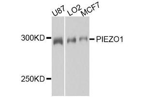 Western blot analysis of extracts of various cell lines, using PIEZO1 antibody. (PIEZO1 anticorps  (AA 2230-2420))