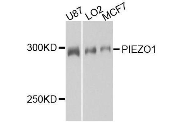 PIEZO1 anticorps  (AA 2230-2420)