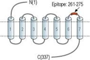 anti-Cysteinyl Leukotriene Receptor 1 (CYSLTR1) (3rd Extracellular Loop), (AA 261-275) antibody