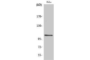 Western Blotting (WB) image for anti-Nuclear Factor of kappa Light Polypeptide Gene Enhancer in B-Cells 1 (NFKB1) (pSer927) antibody (ABIN3182739)