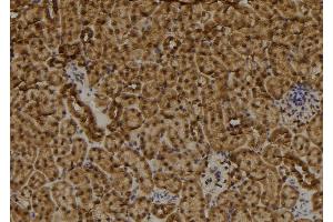 ABIN6273496 at 1/100 staining Mouse kidney tissue by IHC-P. (RAD9B anticorps  (C-Term))