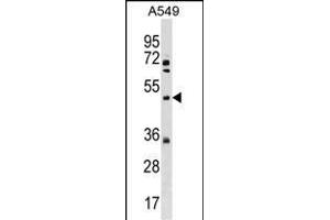 XK Antibody (N-term) (ABIN1539620 and ABIN2838192) western blot analysis in A549 cell line lysates (35 μg/lane). (Membrane transport protein XK (XK) (AA 83-111), (N-Term) anticorps)