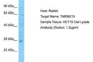 Host: Rabbit Target Name: TMEM215 Sample Type: HCT15 Whole Cell lysates Antibody Dilution: 1. (TMEM215 anticorps  (N-Term))