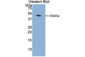 Western blot analysis of the recombinant protein. (FGF7 anticorps  (AA 32-194))