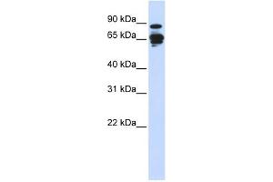 Amphiphysin antibody used at 1 ug/ml to detect target protein. (Amphiphysin anticorps  (N-Term))