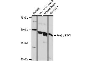 Western blot analysis of extracts of various cell lines, using Pea3 / ETV4 Rabbit pAb (ABIN6131217, ABIN6140332, ABIN6140334 and ABIN6221480) at 1:1000 dilution. (ETV4 anticorps  (AA 1-207))