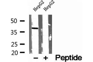 Western blot analysis of extracts of HepG2 cells, using PEX16 antibody. (PEX16 anticorps  (Internal Region))
