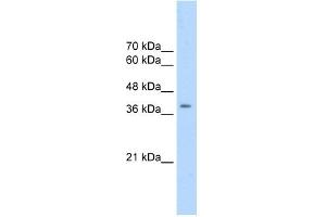 CDK9 antibody (20R-1293) used at 0. (CDK9 anticorps  (N-Term))