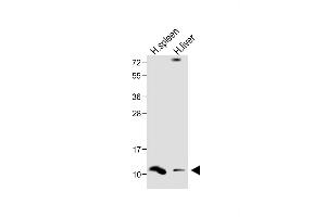 All lanes : Anti-DEFA1 Antibody (Center) at 1:1000 dilution Lane 1: Human spleen lysate Lane 2: Human liver lysate Lysates/proteins at 20 μg per lane. (alpha Defensin 1 anticorps  (AA 28-62))