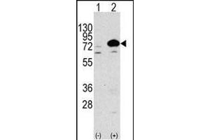 Western blot analysis of anti-Autophagy G7L Antibody (N-term) 1813a in 293 cell line lysates transiently transfected with the ATG7 gene (3 μg/lane). (ATG7 anticorps  (N-Term))