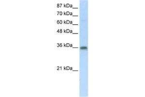 Western Blotting (WB) image for anti-Transformer 2 beta Homolog (TRA2B) antibody (ABIN2462167) (TRA2B anticorps)