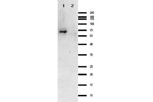 Western Blot results of Rabbit Anti-Crasp-1 Antibody. (CRASP-1 anticorps)