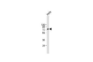 Anti-CD55 Antibody (N-term) at 1:2000 dilution + Hela whole cell lysate Lysates/proteins at 20 μg per lane.
