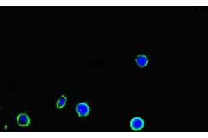 Immunofluorescent analysis of MCF-7 cells using ABIN7150160 at dilution of 1:100 and Alexa Fluor 488-congugated AffiniPure Goat Anti-Rabbit IgG(H+L)