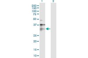 Western Blot analysis of CLIC1 expression in transfected 293T cell line by CLIC1 MaxPab polyclonal antibody. (CLIC1 anticorps  (AA 1-241))