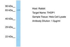Image no. 1 for anti-Thimet Oligopeptidase 1 (THOP1) (C-Term) antibody (ABIN6750144) (Thimet Oligopeptidase 1 anticorps  (C-Term))