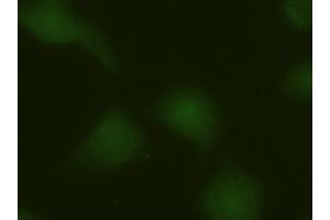 Anti-MAPK6 mouse monoclonal antibody (ABIN2452376) immunofluorescent staining of HeLa cells transiently transfected by pCMV6-ENTRY MAPK6 (RC201597) (MAPK6 anticorps  (AA 345-721))