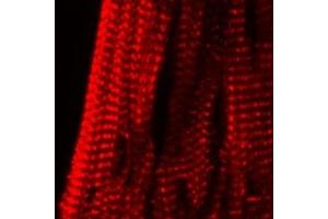 Expression of KCNE2 in mouse heart - Immunohistochemical staining of mouse heart frozen sections using Anti-KCNE2 (MiRP1) Antibody (ABIN7043499, ABIN7044967 and ABIN7044968), (red).