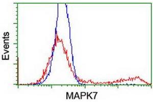 HEK293T cells transfected with either RC203506 overexpress plasmid (Red) or empty vector control plasmid (Blue) were immunostained by anti-MAPK7 antibody (ABIN2454050), and then analyzed by flow cytometry. (MAPK7 anticorps)