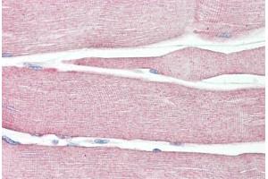 Anti-NLRX1 antibody IHC staining of human skeletal muscle.