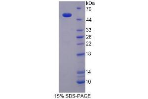 SDS-PAGE analysis of Human NUCB1 Protein. (Nucleobindin 1 Protein (NUCB1))