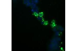 Image no. 3 for anti-NFKB Inhibitor Interacting Ras-Like 1 (NKIRAS1) antibody (ABIN1499741)