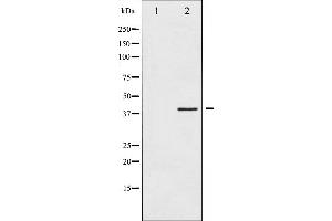 Western blot analysis of HDAC8 expression in HeLa whole cell lysates,The lane on the left is treated with the antigen-specific peptide. (HDAC8 anticorps  (N-Term))