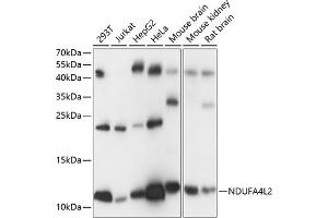 Western blot analysis of extracts of various cell lines, using NDUFL2 antibody (ABIN7268803) at 1:1000 dilution. (NDUFA4L2 anticorps  (AA 1-87))