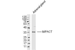 Adrenal gland lysates probed with IMPACT Polyclonal Antibody, Unconjugated  at 1:300 dilution and 4˚C overnight incubation. (IMPACT anticorps  (AA 21-120))