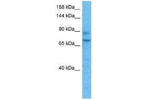 Host:  Rabbit  Target Name:  POSTN  Sample Tissue:  Human A549 Whole Cell  Antibody Dilution:  1ug/ml