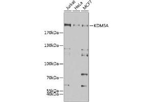 Western blot analysis of extracts of various cell lines, using KDM5A antibody (ABIN6131816, ABIN6142800, ABIN6142801 and ABIN6223074) at 1:500 dilution. (KDM5A anticorps)