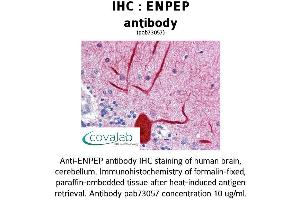 Image no. 1 for anti-Glutamyl Aminopeptidase (Aminopeptidase A) (ENPEP) (AA 689-932) antibody (ABIN1734042)