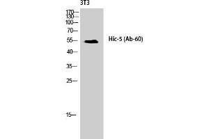 Western Blot analysis of NIH-3T3 cells using Hic-5 Polyclonal Antibody diluted at 1:1000.