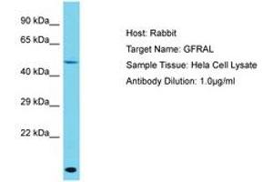 Image no. 1 for anti-GDNF Family Receptor alpha Like (GFRAL) (AA 86-135) antibody (ABIN6750564) (GFRAL anticorps  (AA 86-135))